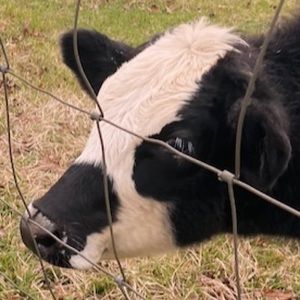 Meet your Posher, Isabelle